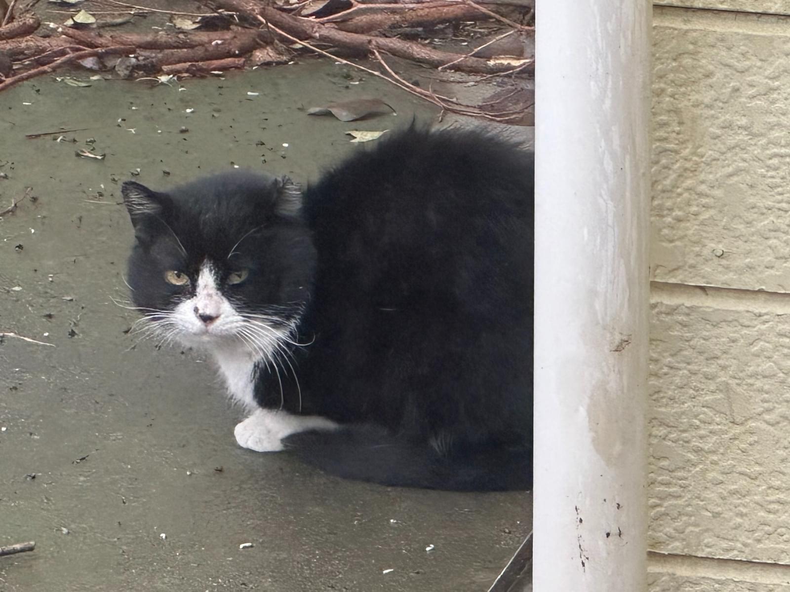 目撃された猫 目撃された猫