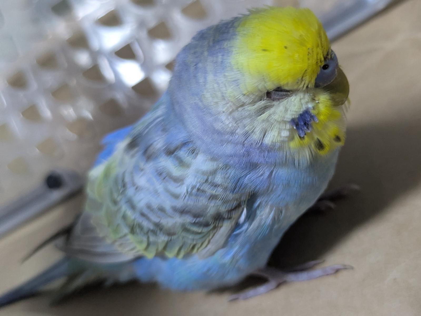 保護された鳥