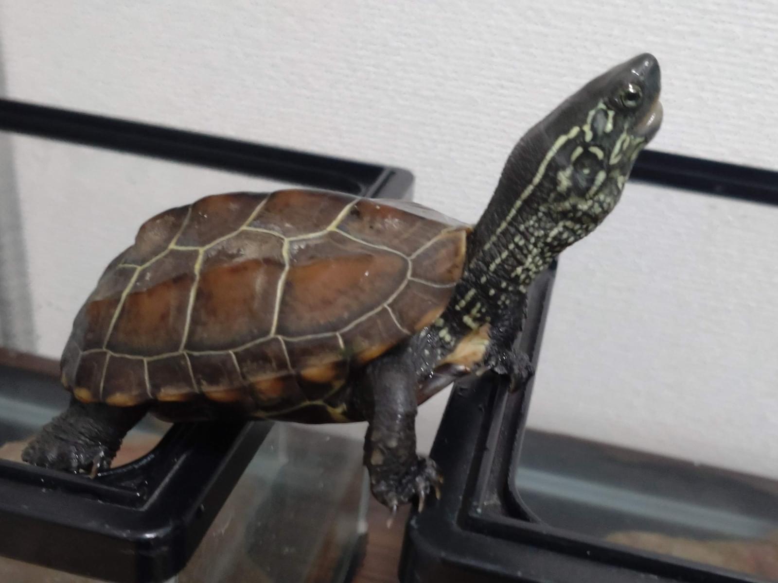 カメ蔵ちゃん カメ蔵ちゃん