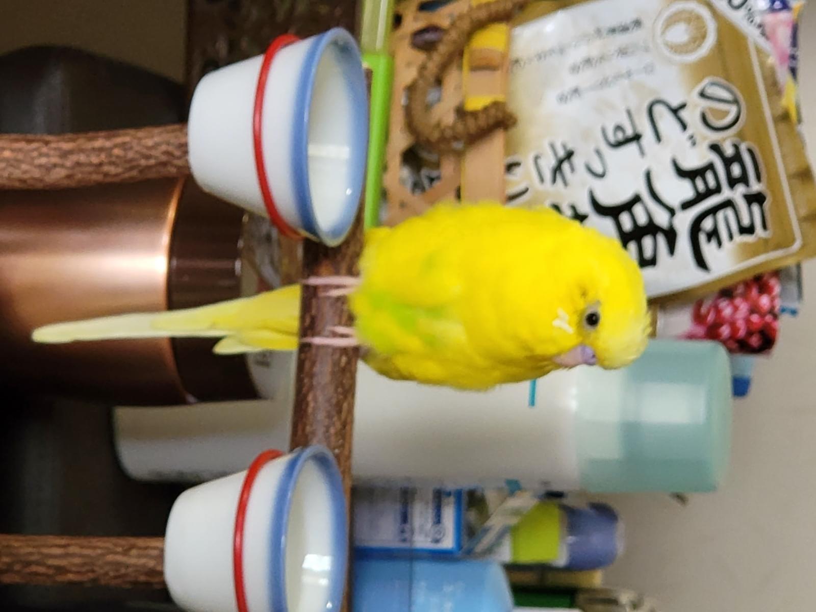 レンちゃん レンちゃん