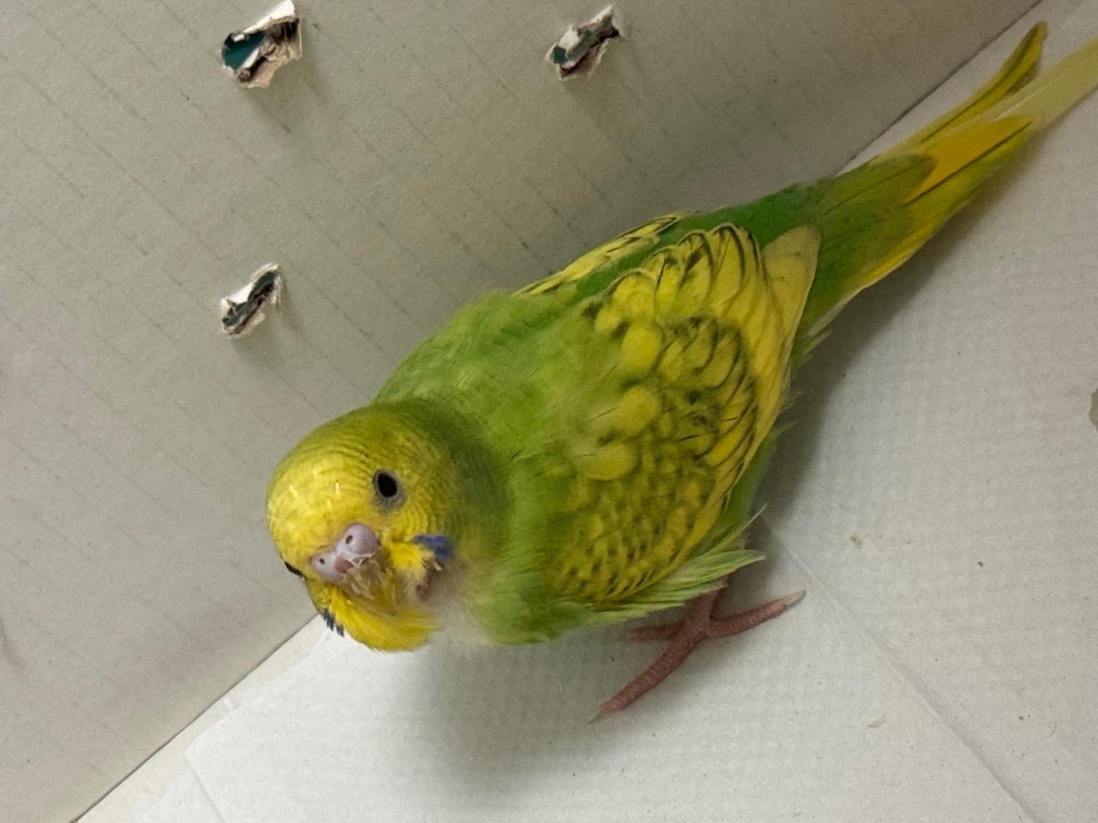 保護された鳥