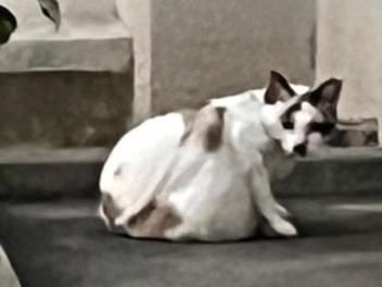 目撃された猫 目撃された猫