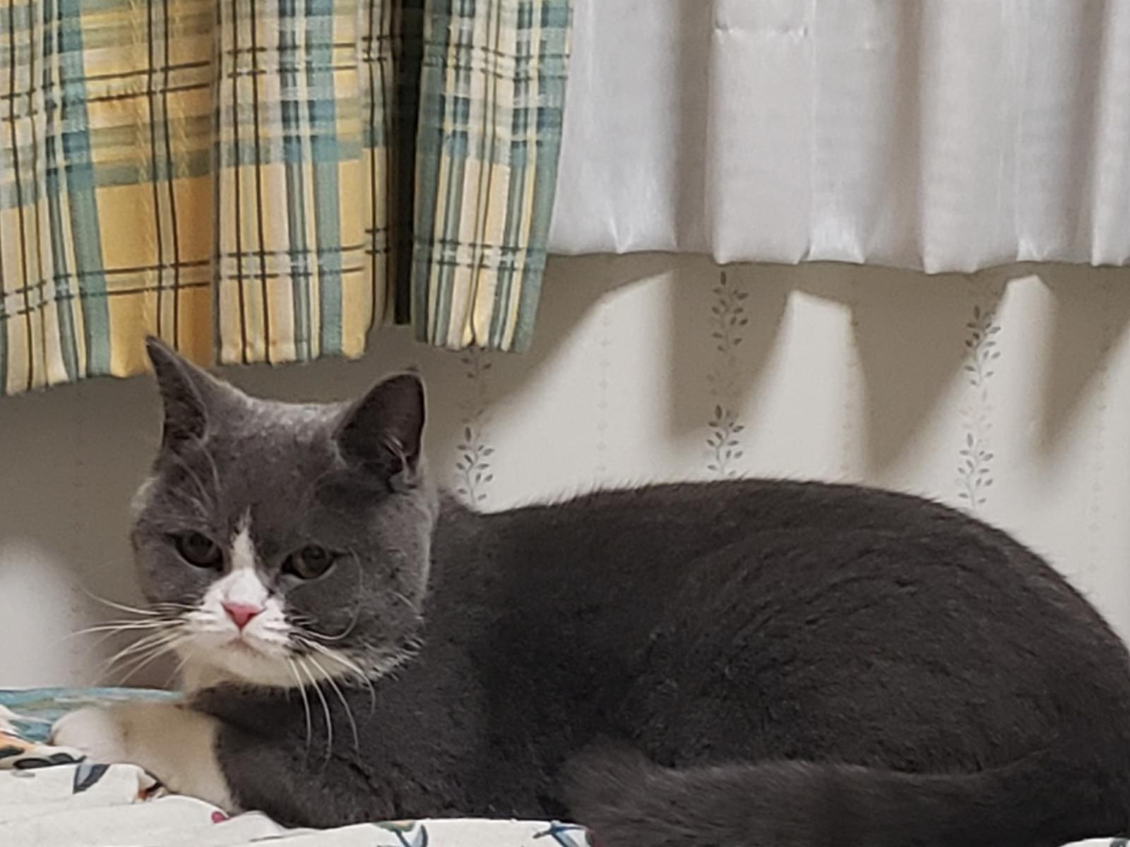 保護された猫 保護された猫