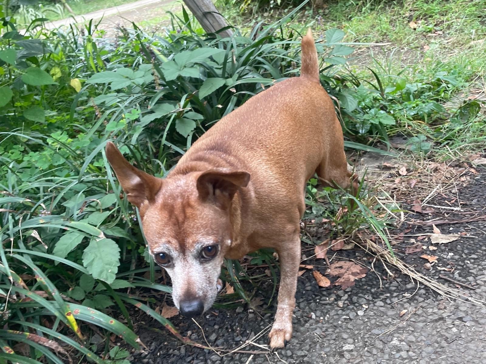 目撃された犬 目撃された犬