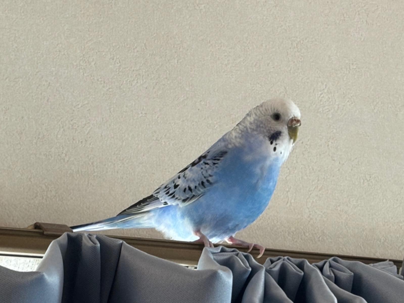 保護された鳥 保護された鳥
