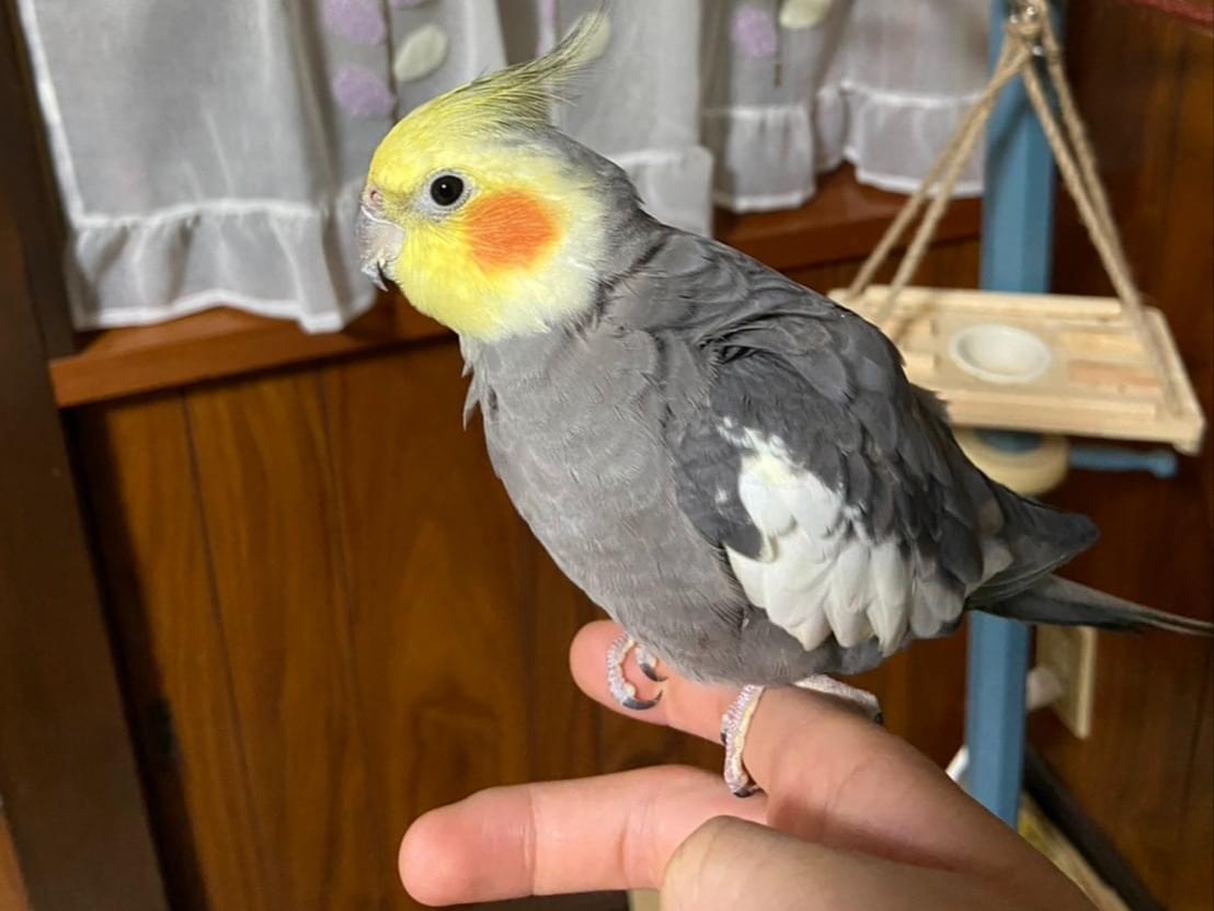 みかんちゃん みかんちゃん