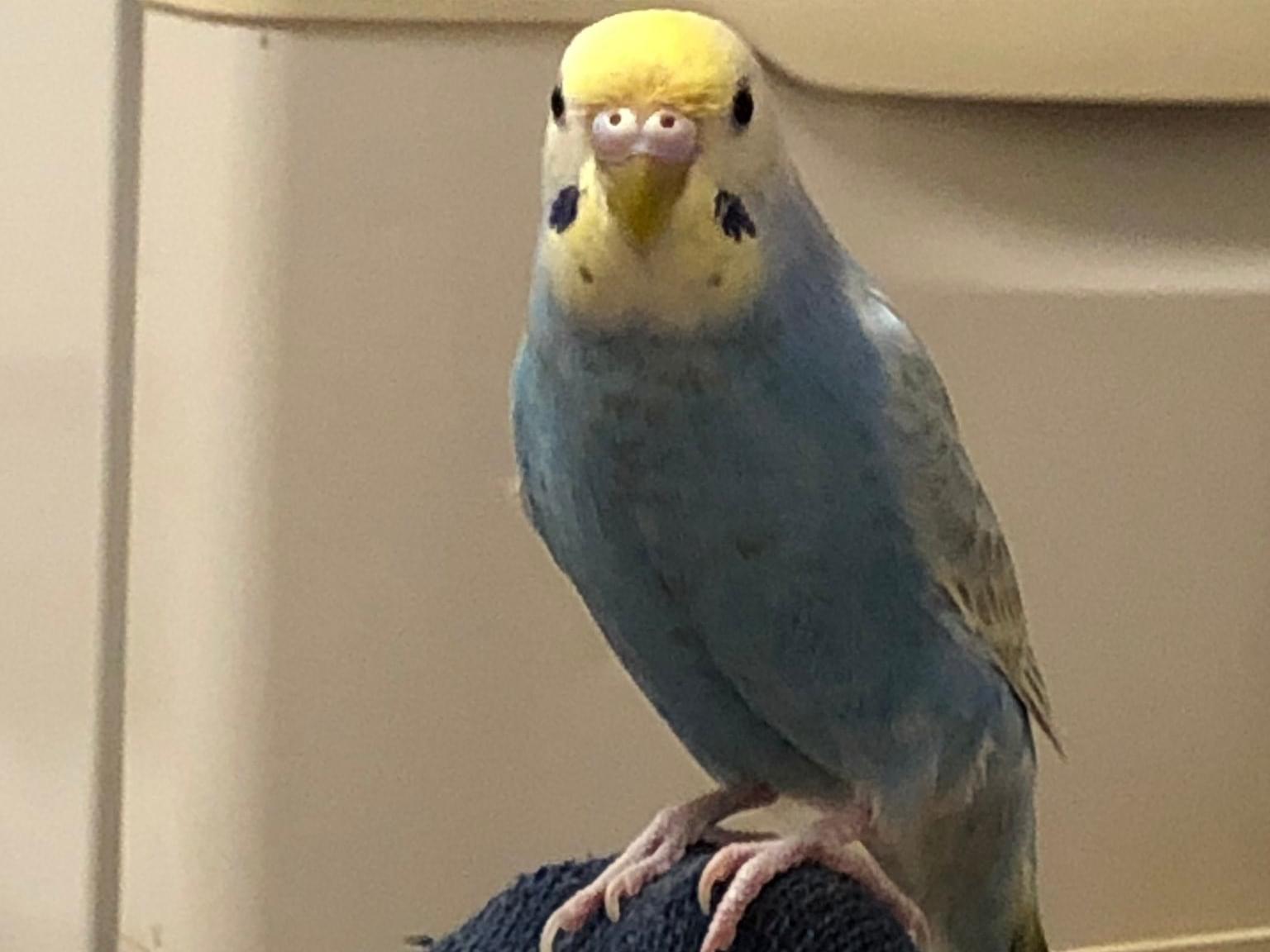 るるちゃん るるちゃん