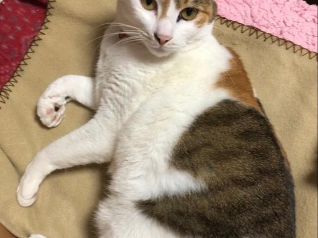ノアちゃん ノアちゃん