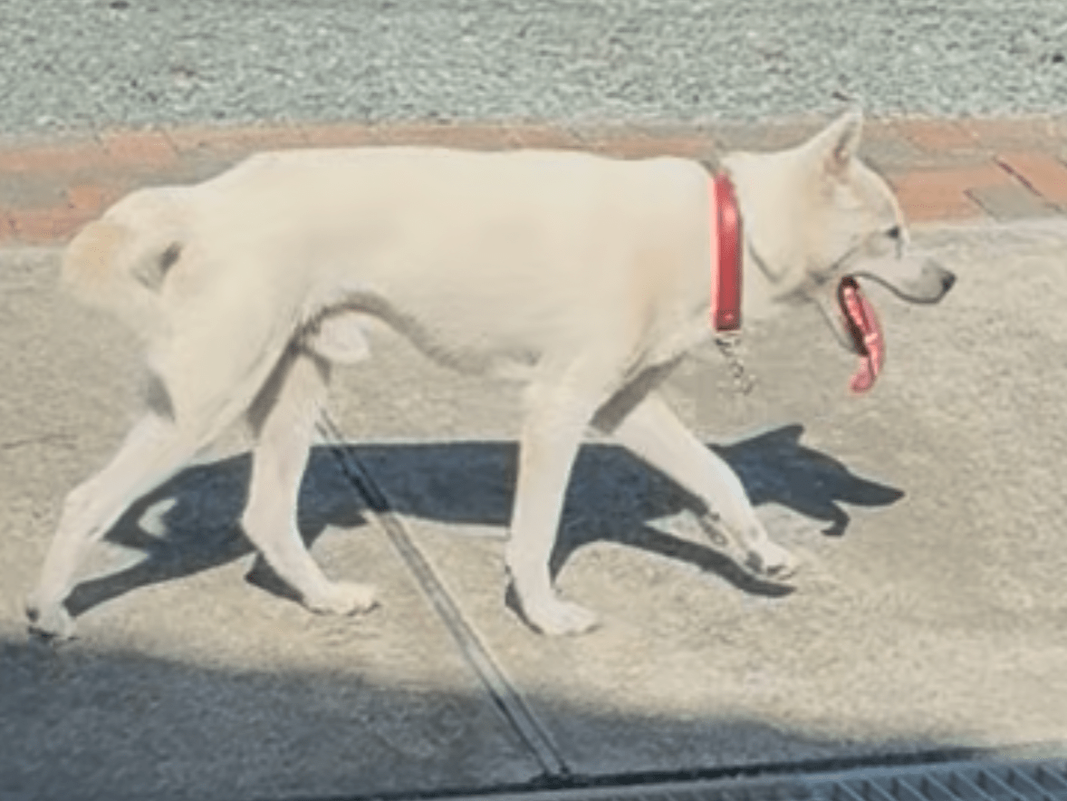 目撃された犬 目撃された犬