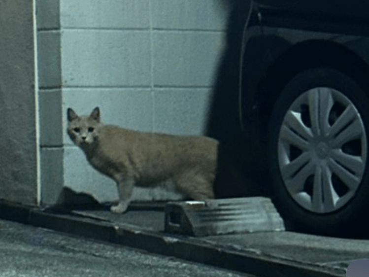 目撃された猫 目撃された猫