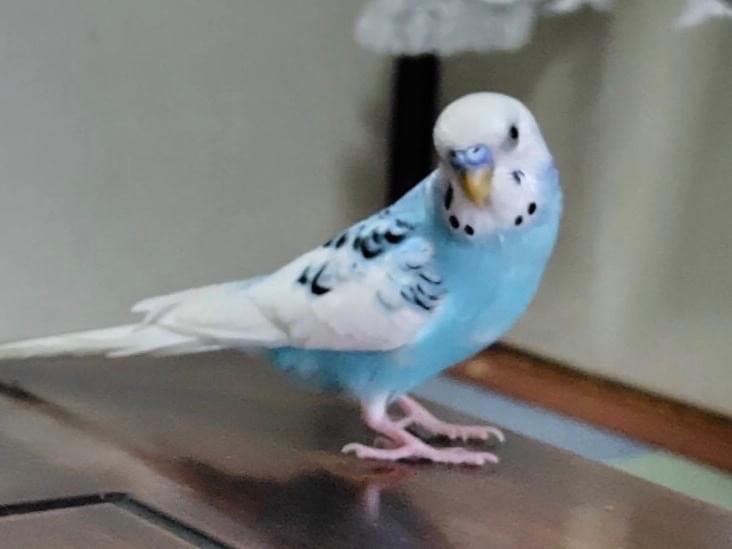 ソラちゃん