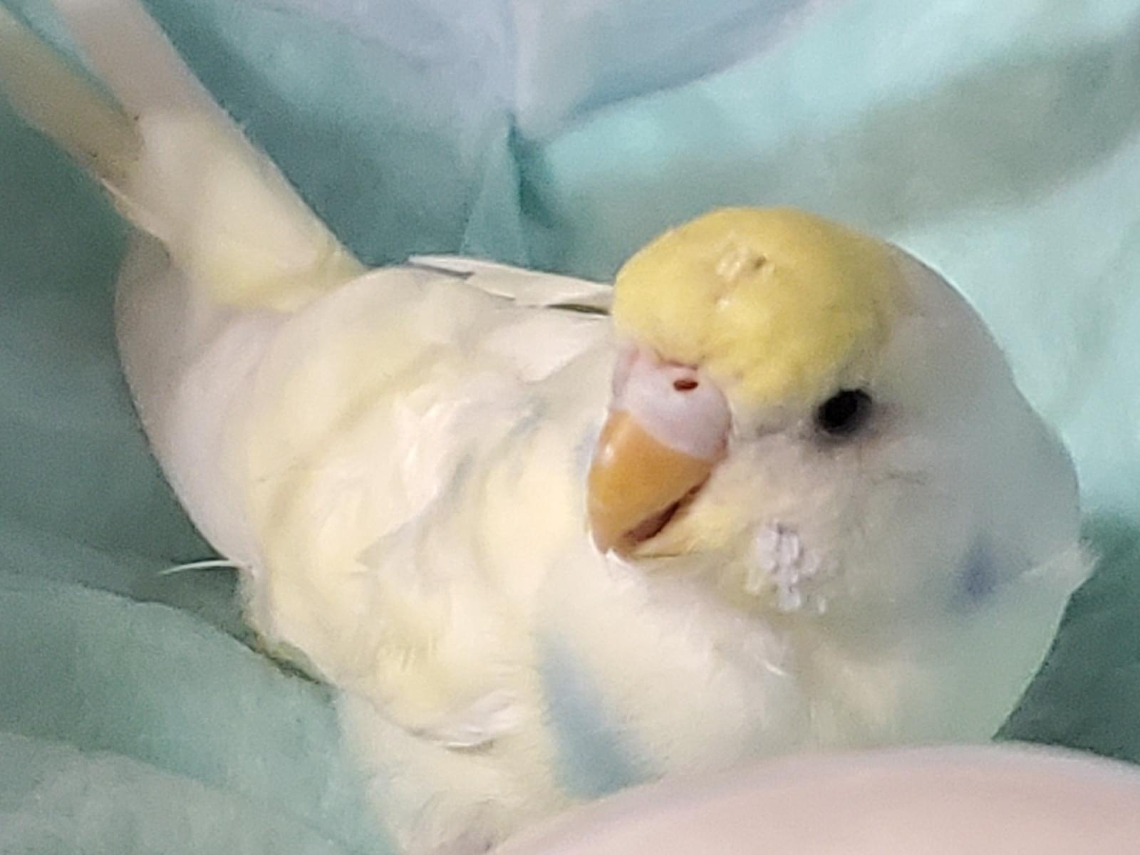 保護された鳥 保護された鳥