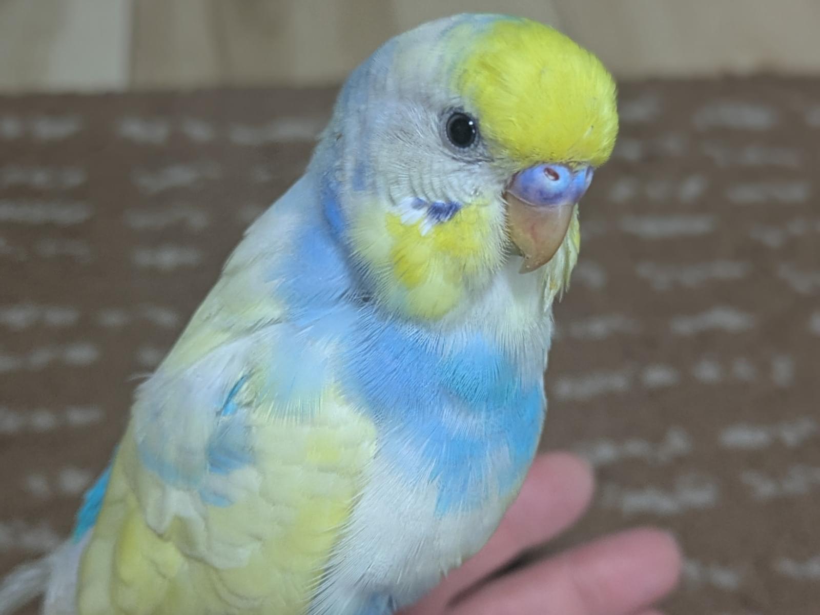 ソラちゃん