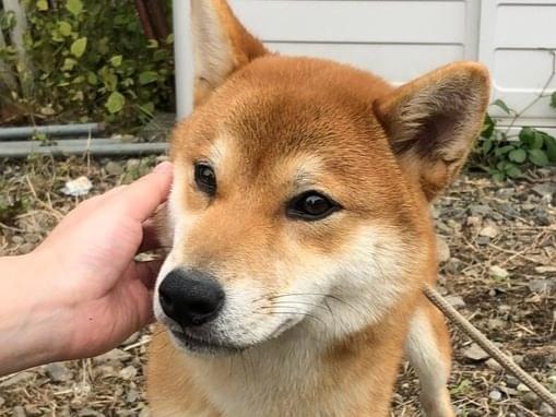 マルちゃん マルちゃん