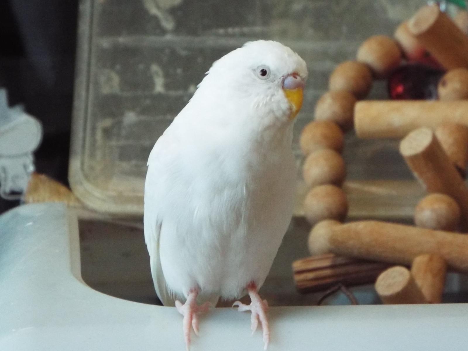 しらたまちゃん しらたまちゃん