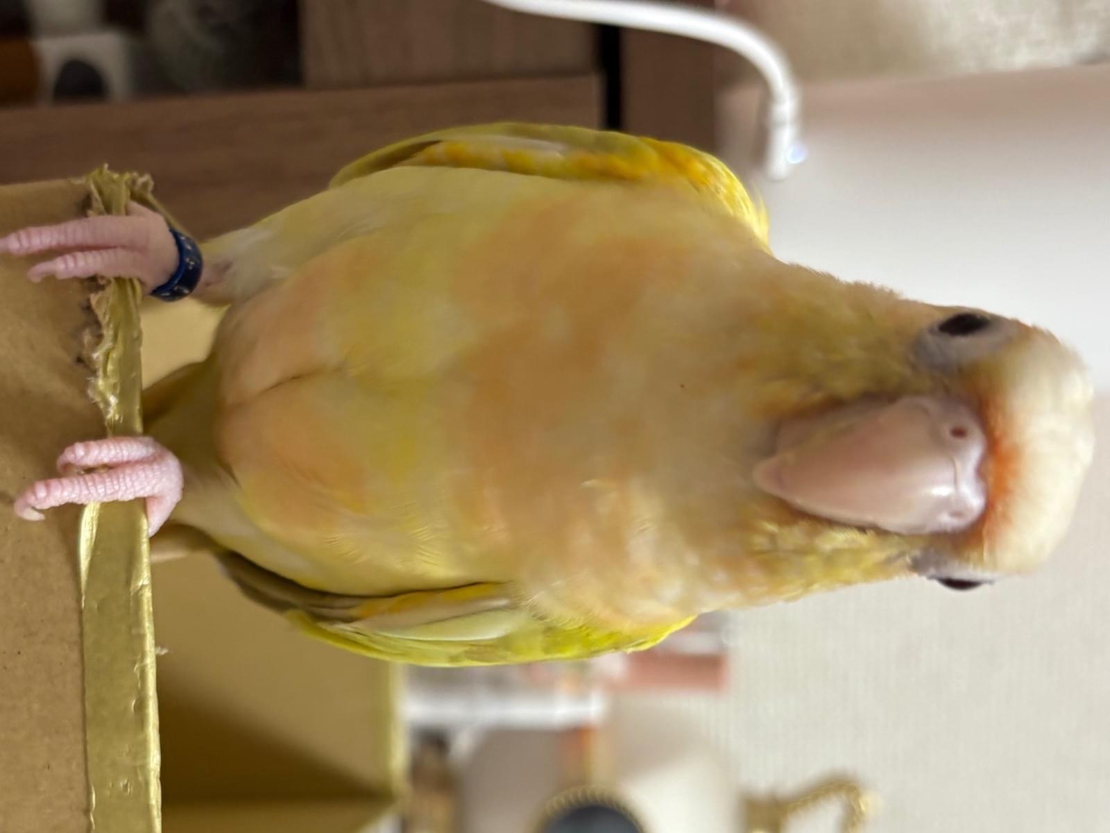 こはくちゃん こはくちゃん