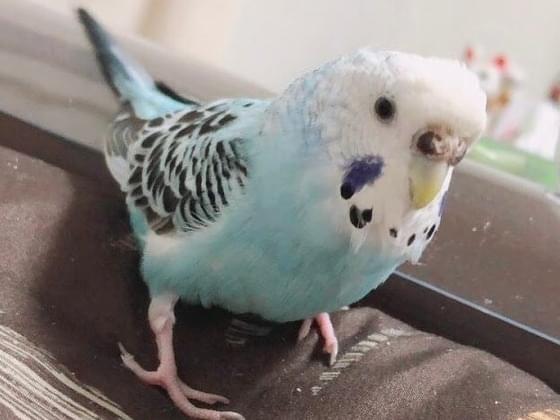 そらちゃん そらちゃん