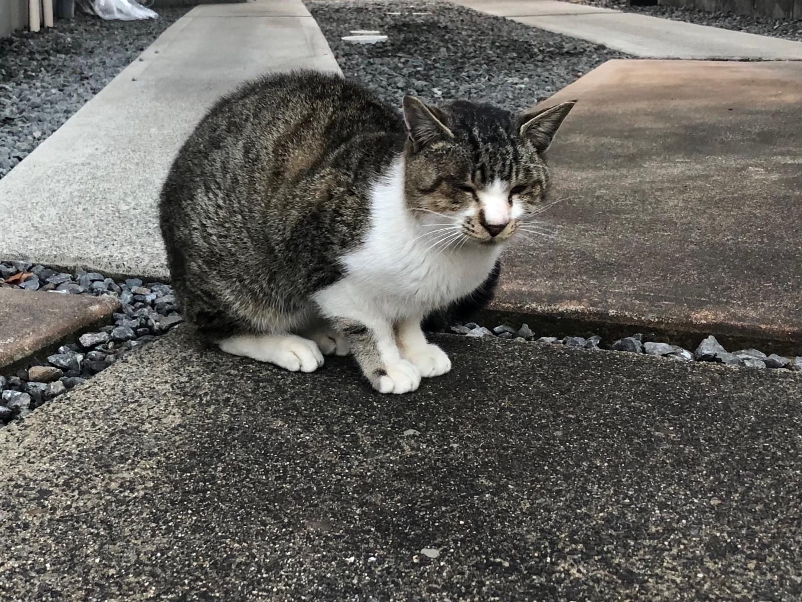 保護された猫 保護された猫
