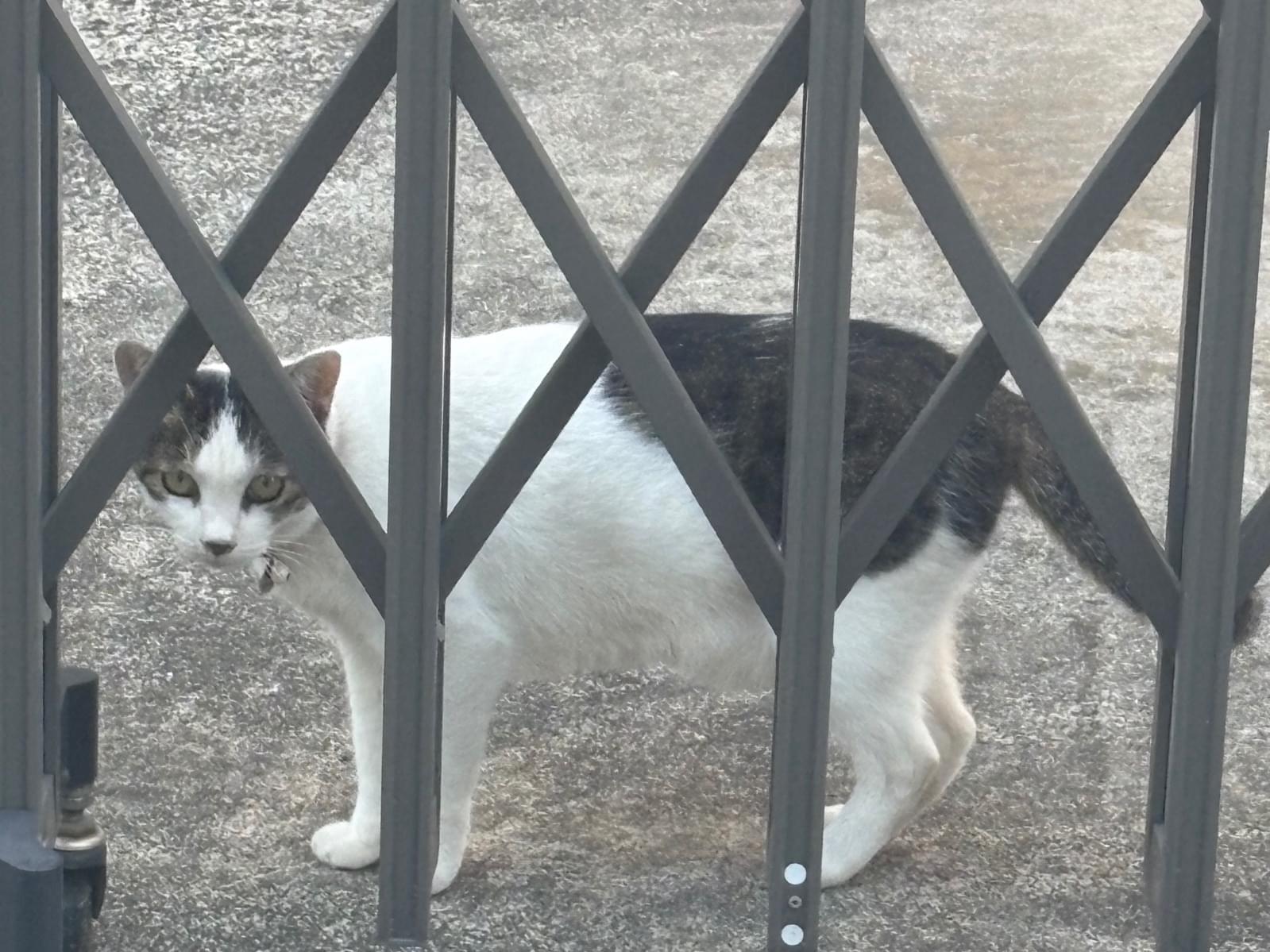 目撃された猫 目撃された猫