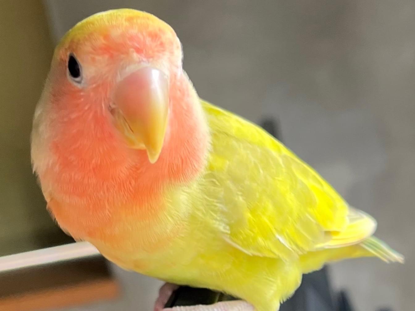 保護された鳥