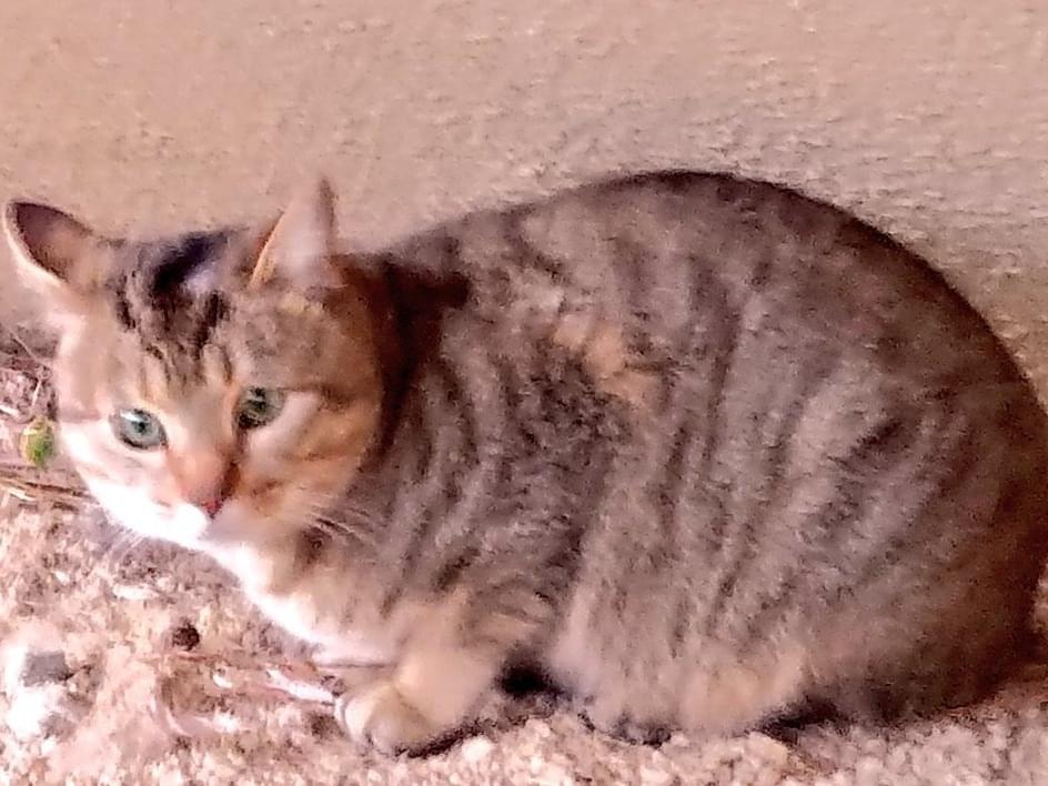 目撃された猫 目撃された猫