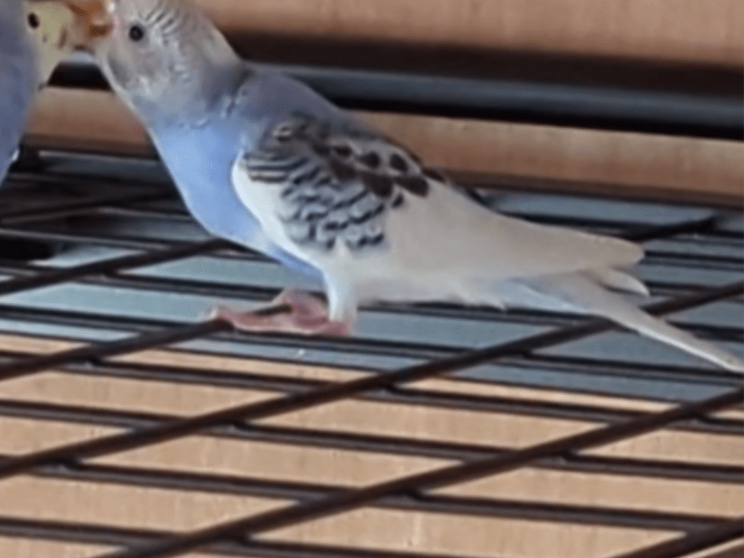 ぎんちゃん ぎんちゃん