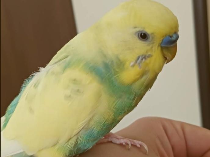 かっちゃん かっちゃん