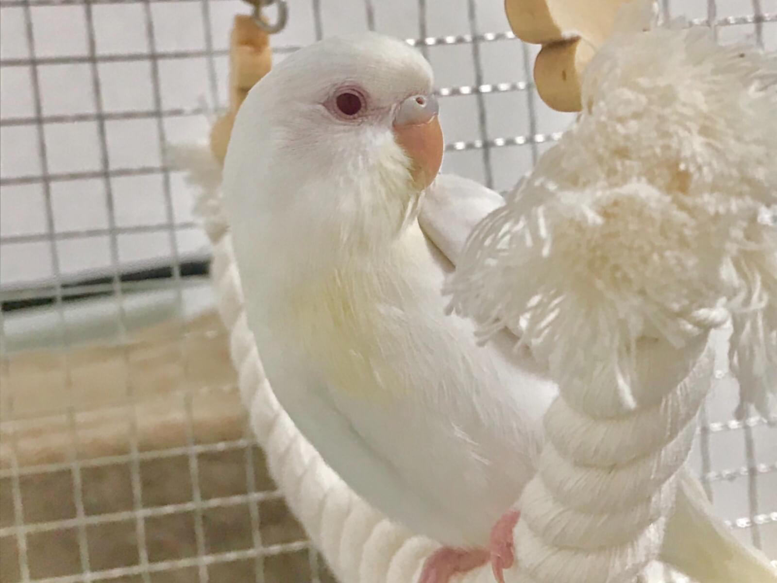 りんちゃん りんちゃん