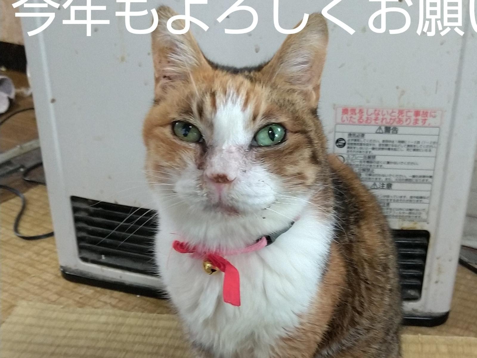 ゆめちゃん ゆめちゃん