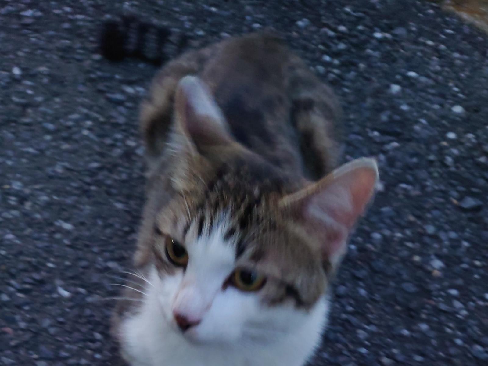 目撃された猫