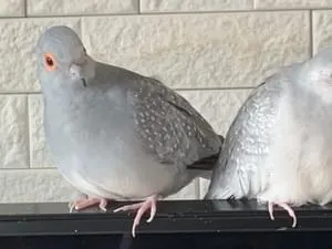 ほーほーほーほほ となく薄雪鳩