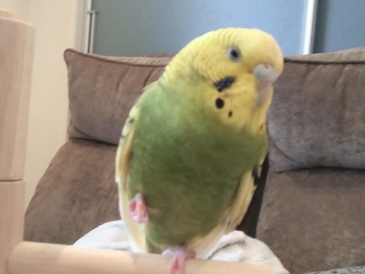 保護された鳥 保護された鳥