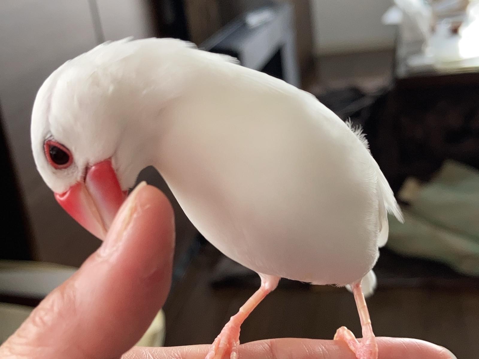 まさむねちゃん まさむねちゃん