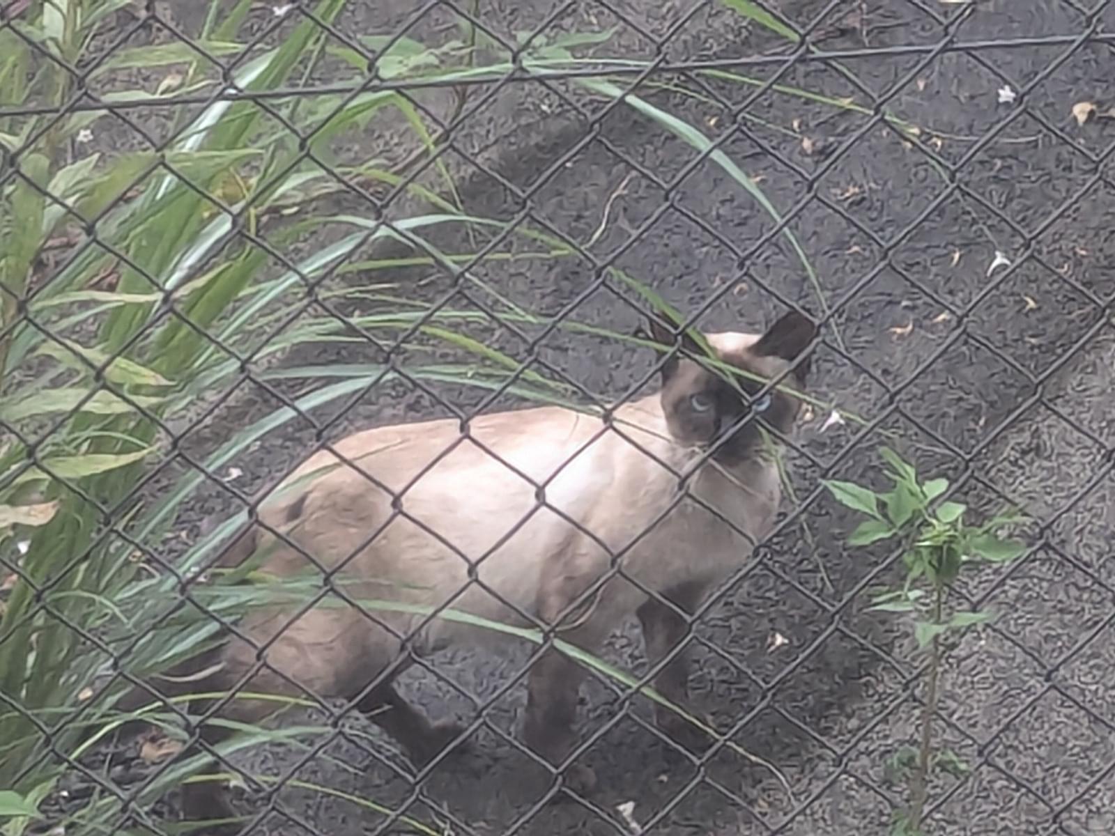 目撃された猫 目撃された猫