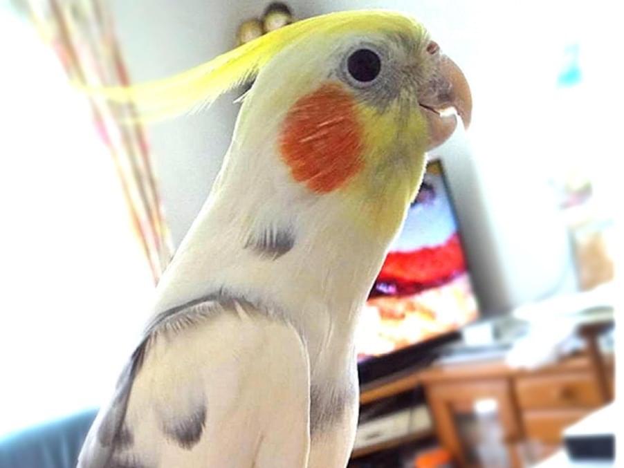 パッチちゃん パッチちゃん