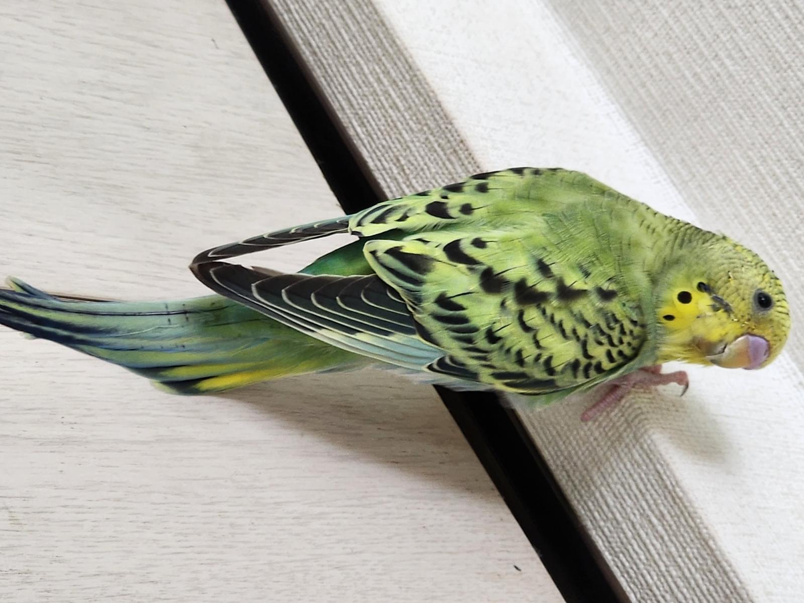 保護された鳥 保護された鳥