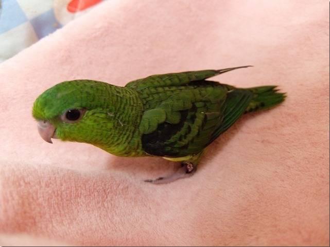 ナミちゃん ナミちゃん