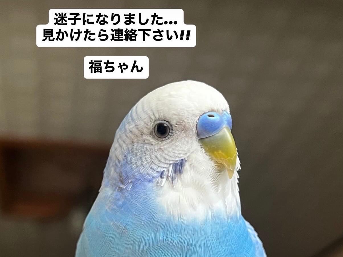 ふくちゃん
