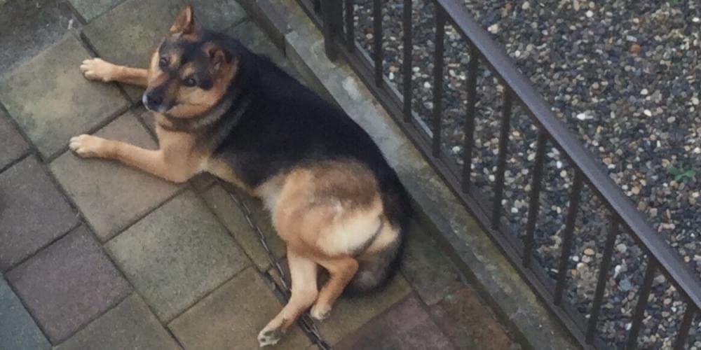 左耳の垂れた シャパードに似た雑種中型を探しています