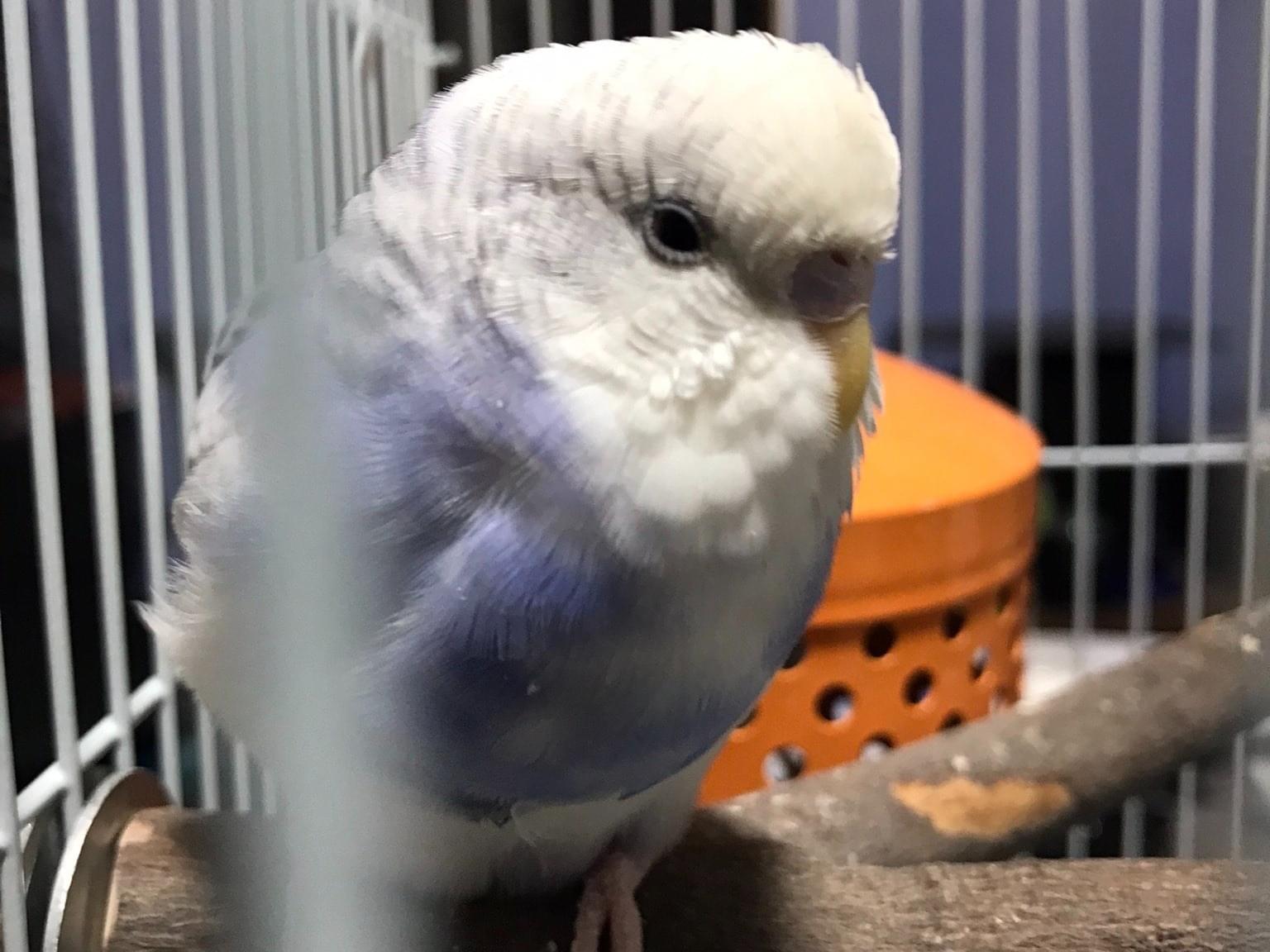 しろっぴちゃん しろっぴちゃん