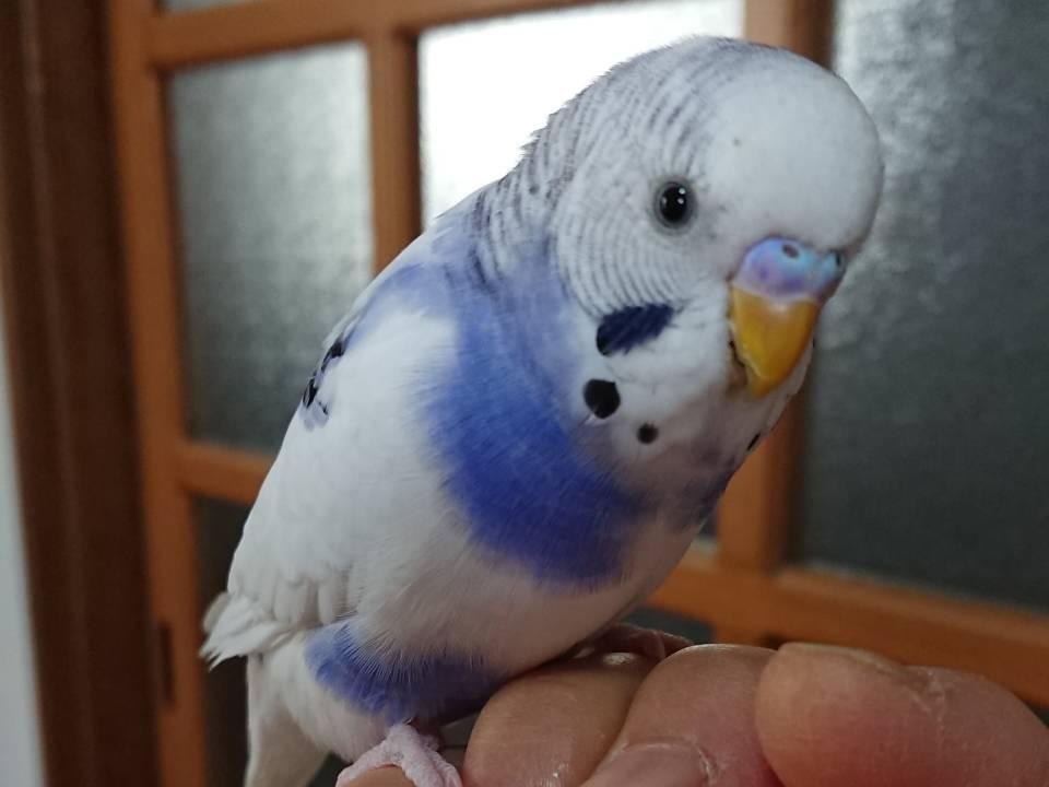 おこめちゃん おこめちゃん