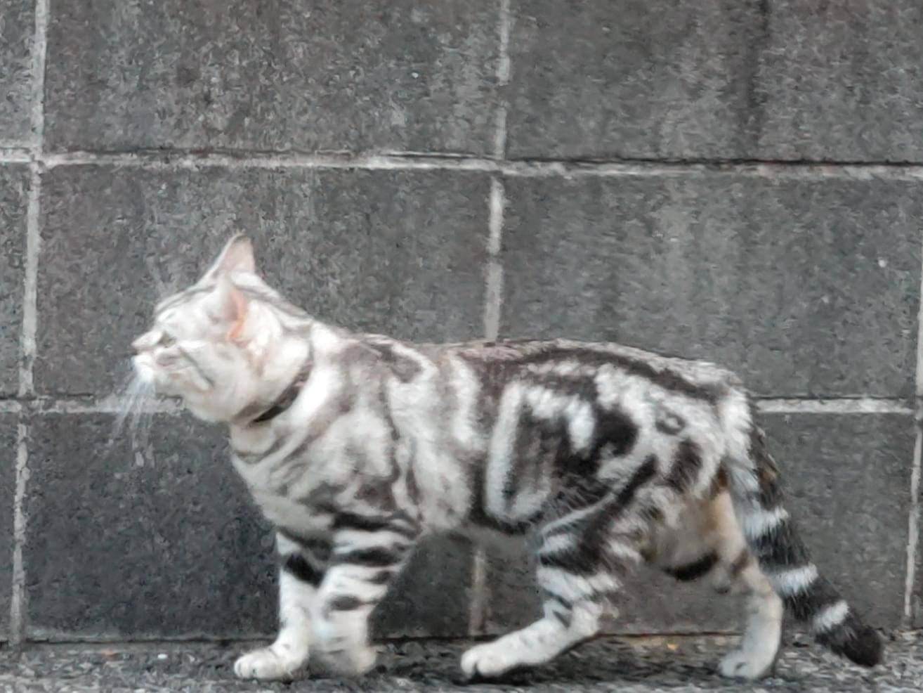 目撃された猫 目撃された猫