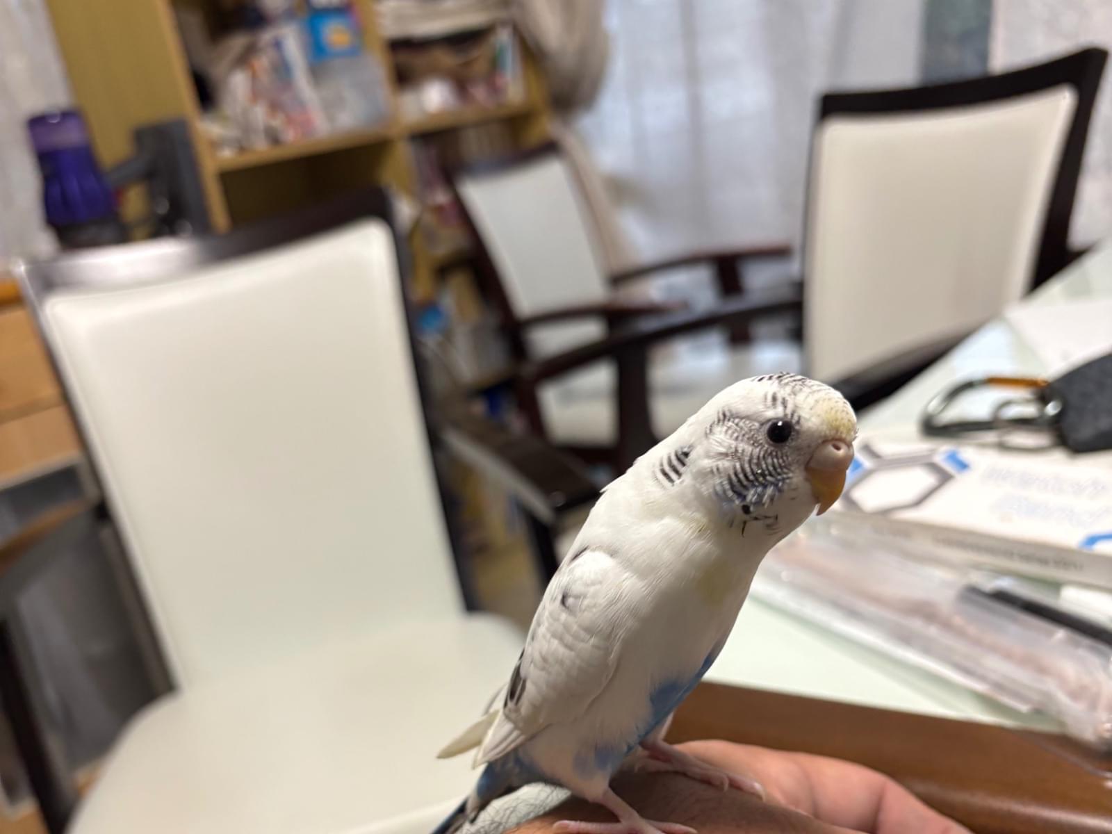 ピッピちゃん