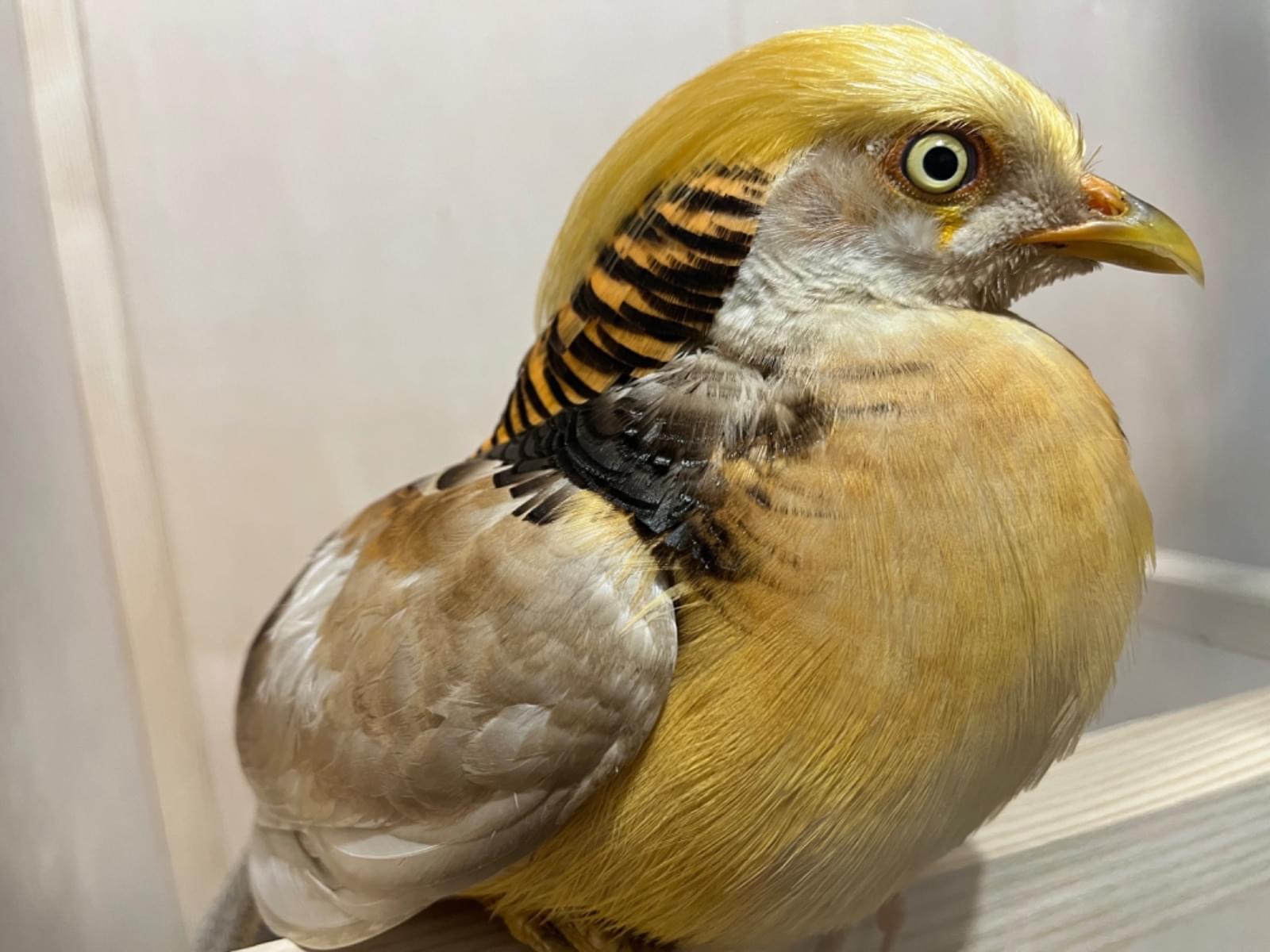 保護された鳥 保護された鳥