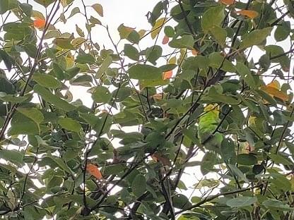 目撃された鳥 目撃された鳥