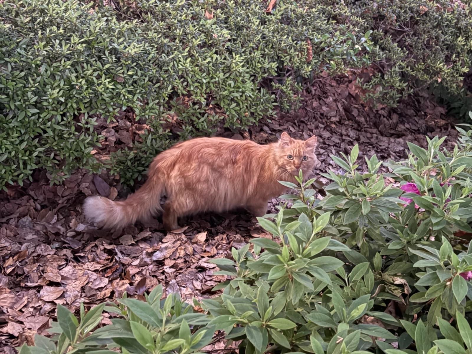 目撃された猫 目撃された猫