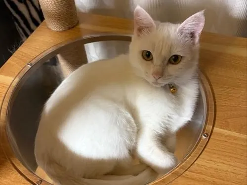 白猫をさがしています。