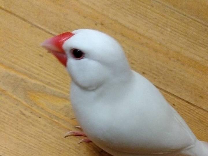 ダイフクちゃん ダイフクちゃん