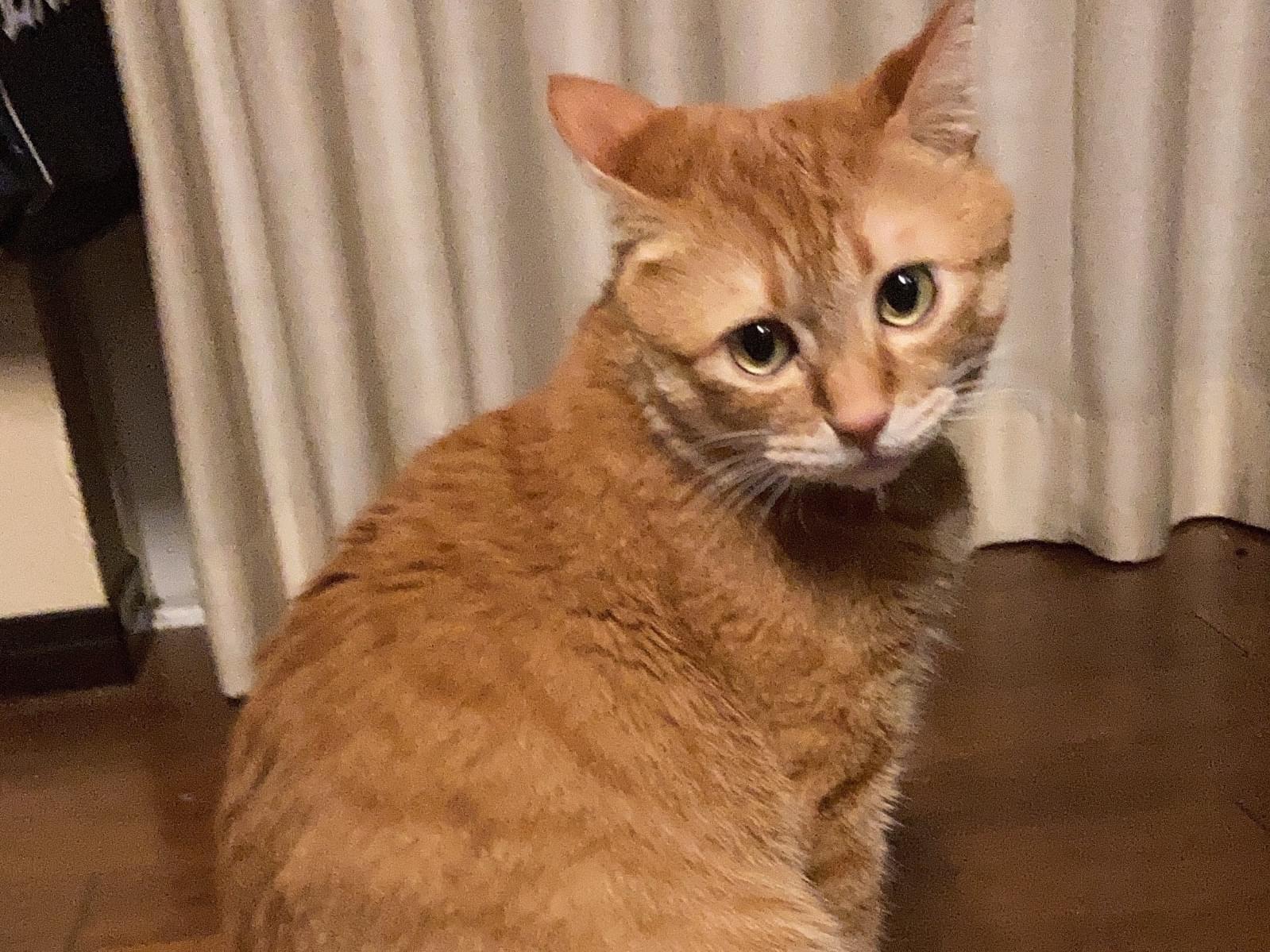 やっこちゃん やっこちゃん