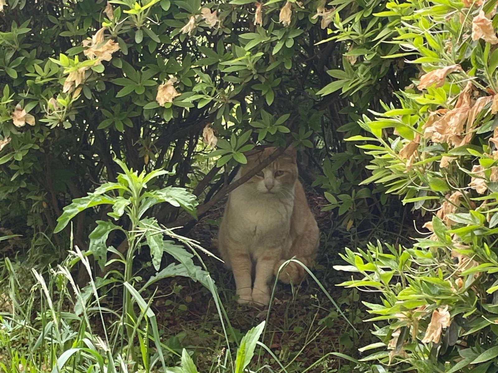 目撃された猫 目撃された猫